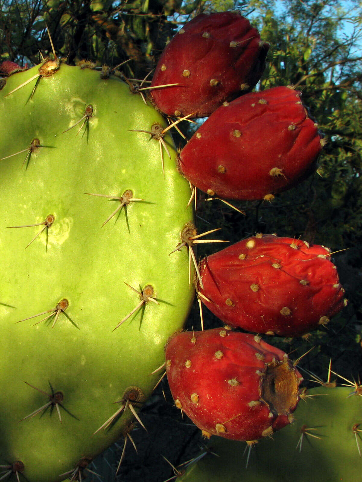 Image of Cactus-apple