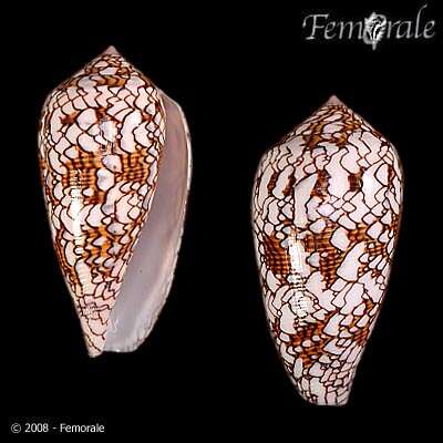 Image of Conus textile neovicarius da Motta 1982