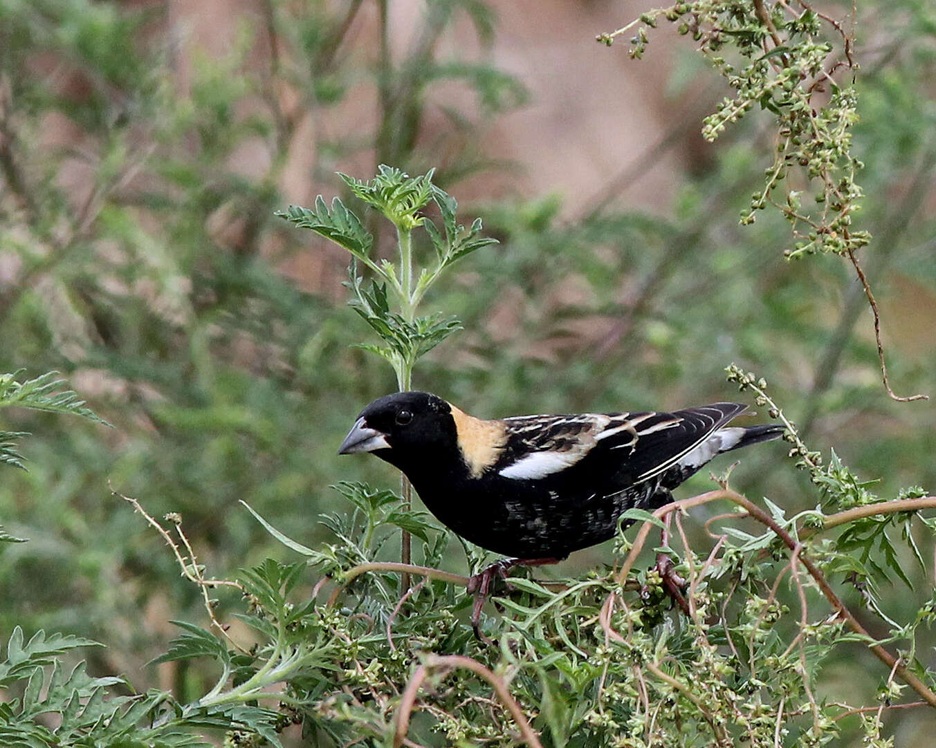 Image de Dolichonyx Swainson 1827