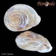 Image of hunter snails