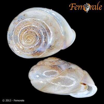 Image of hunter snails