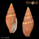 Image of Strigatella amaura (Hervier 1897)