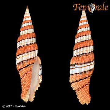 صورة Turbinelloidea Rafinesque 1815