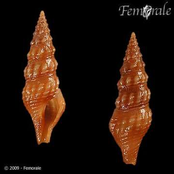 Image of Pseudomelatomidae J. P. E. Morrison 1966