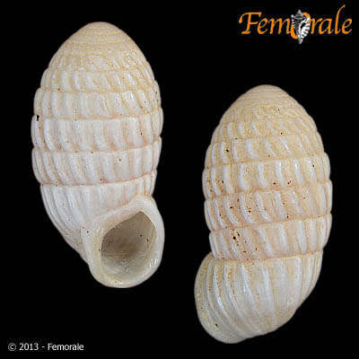 Plancia ëd Cerionidae