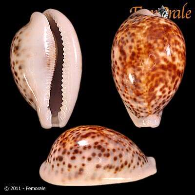 Image of cowrie