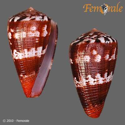 Image of Conus Linnaeus 1758