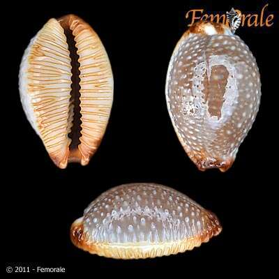 Image of half-extending cowry