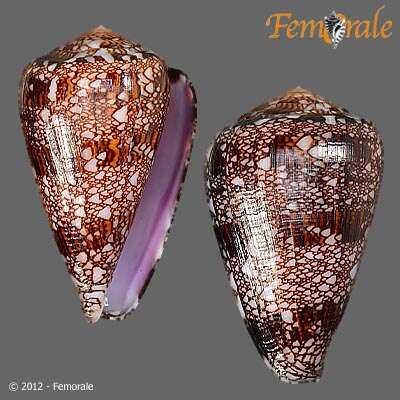 صورة Conus dalli Stearns 1873