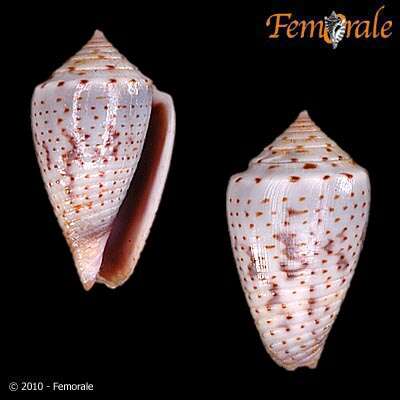 Image of Conasprella Thiele 1929