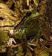 صورة Gastrotheca riobambae (Fowler 1913)