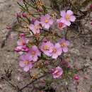 Imagem de Microlicia psammophila Wurdack