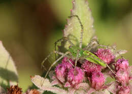 Image of Peucetia