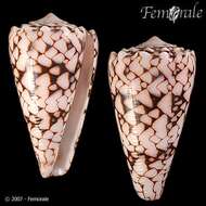 Image of cone snails