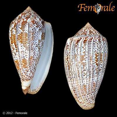 Image of cone snails