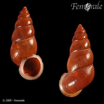 Image de Pupinidae