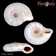 Image of Pomatiidae