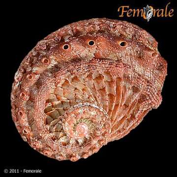 Image of Haliotoidea Rafinesque 1815