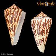 Image of Conasprella Thiele 1929