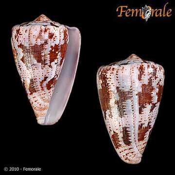 Image de Conus Linnaeus 1758