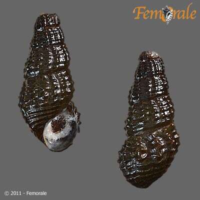 Image of Pachychilidae