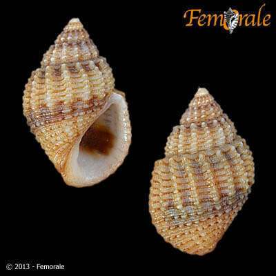 Image of Paludomidae