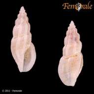 صورة Agathotoma Cossmann 1899