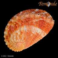 Image of Haliotoidea Rafinesque 1815