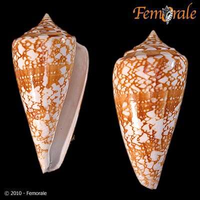 Conus amadis Gmelin 1791的圖片