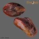 Modiolus philippinarum (Hanley 1843) resmi