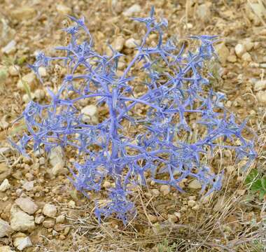 Image of Eryngium triquetrum Vahl