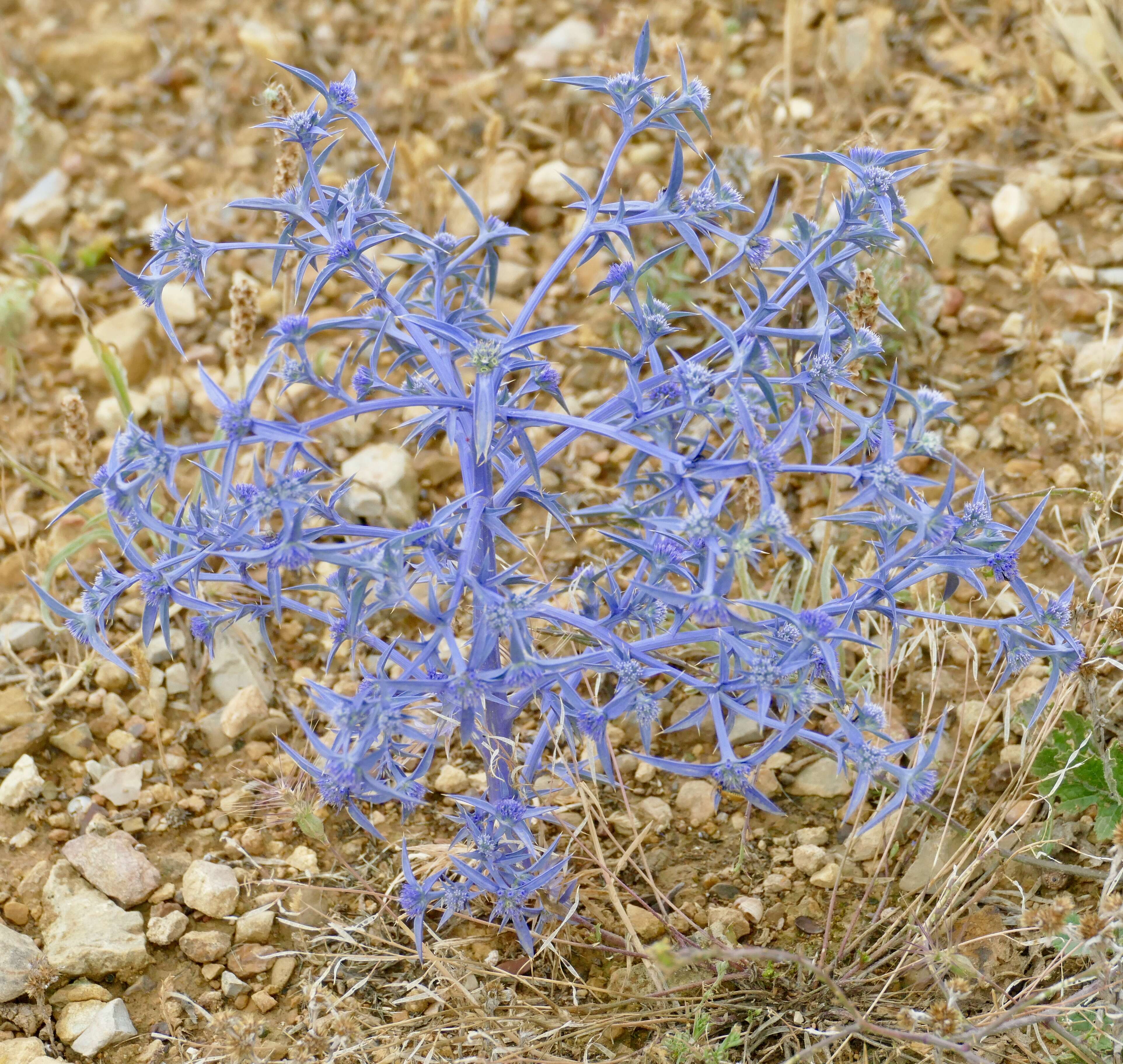 Eryngium triquetrum Vahl resmi