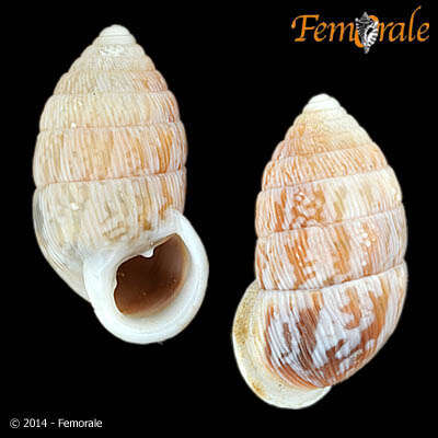 Image of Cerionidae