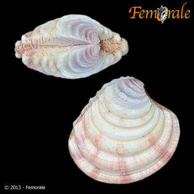 Plancia ëd Clausinella Gray 1851