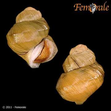 Image of river snails