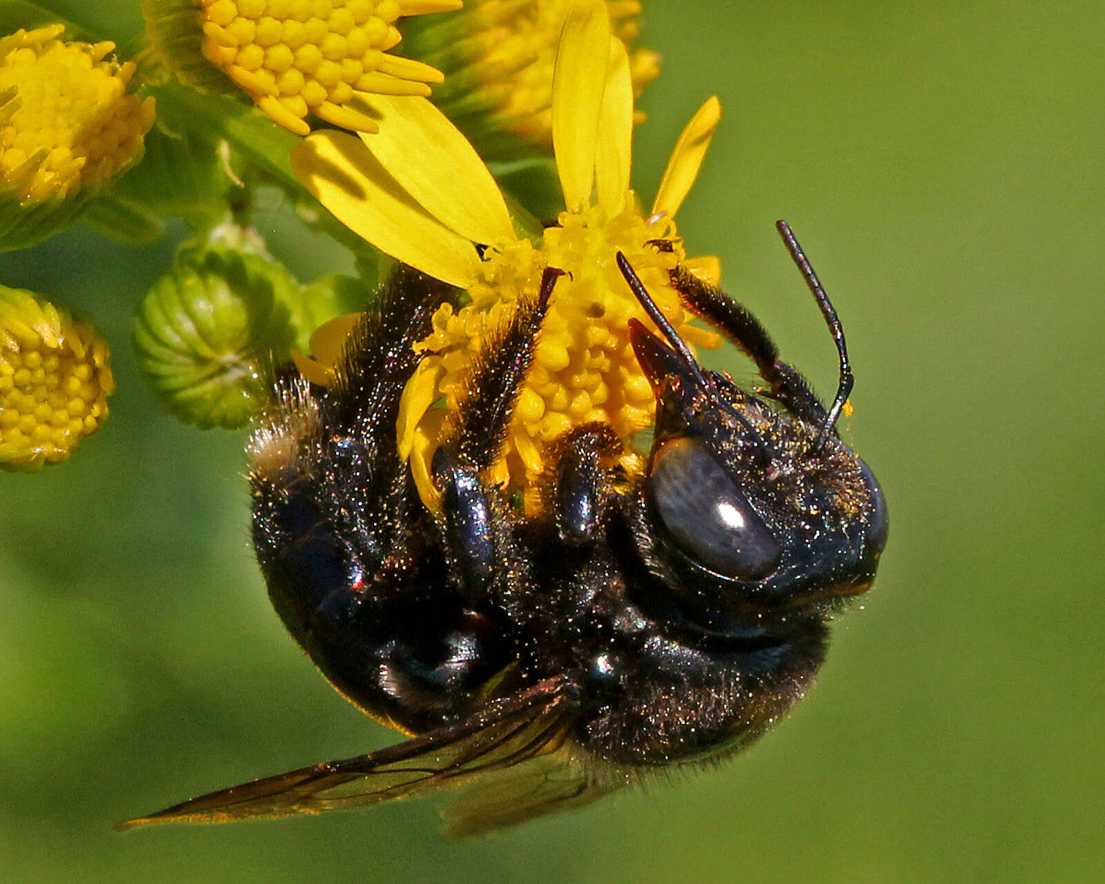 Imagem de Xylocopa micans Lepeletier 1841