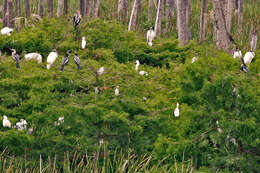 Image de Anhinga d'Amérique