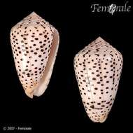 Image of cone snails