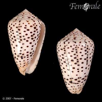 Image of cone snails