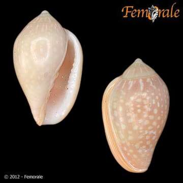 Image of Marginella Lamarck 1799