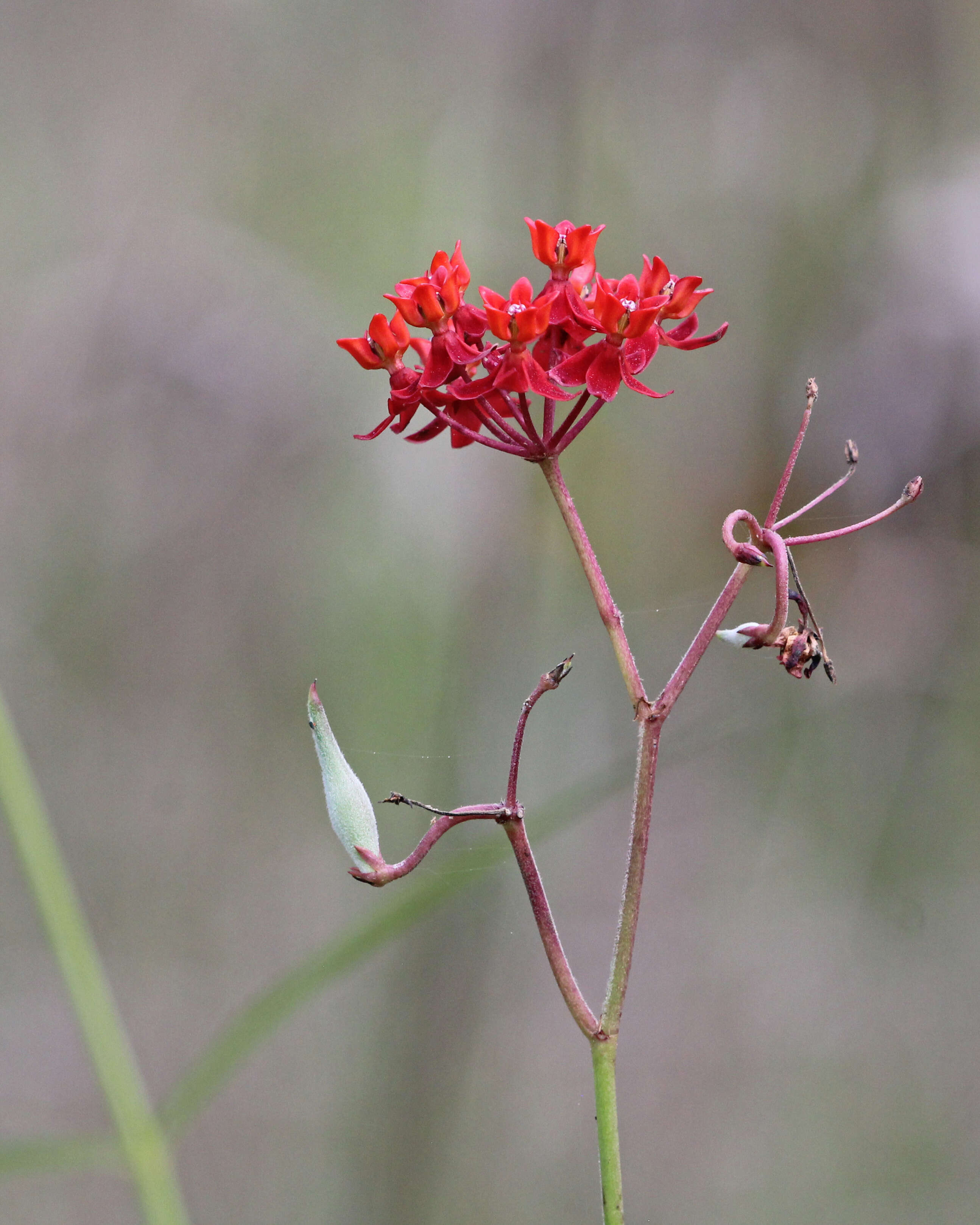 Imagem de Asclepias lanceolata Walt.