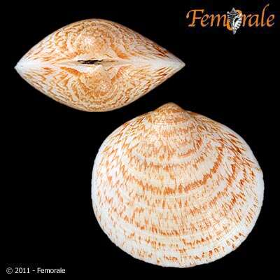 Glycymerididae Dall 1908 resmi