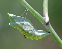 Image of Black Swallowtail