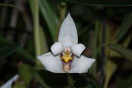 Image of Maxillaria lehmannii Rchb. fil.