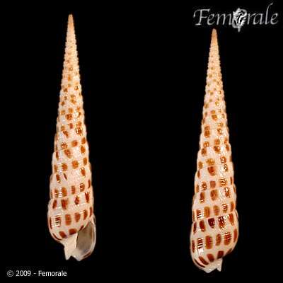 Image of Needle Whelks