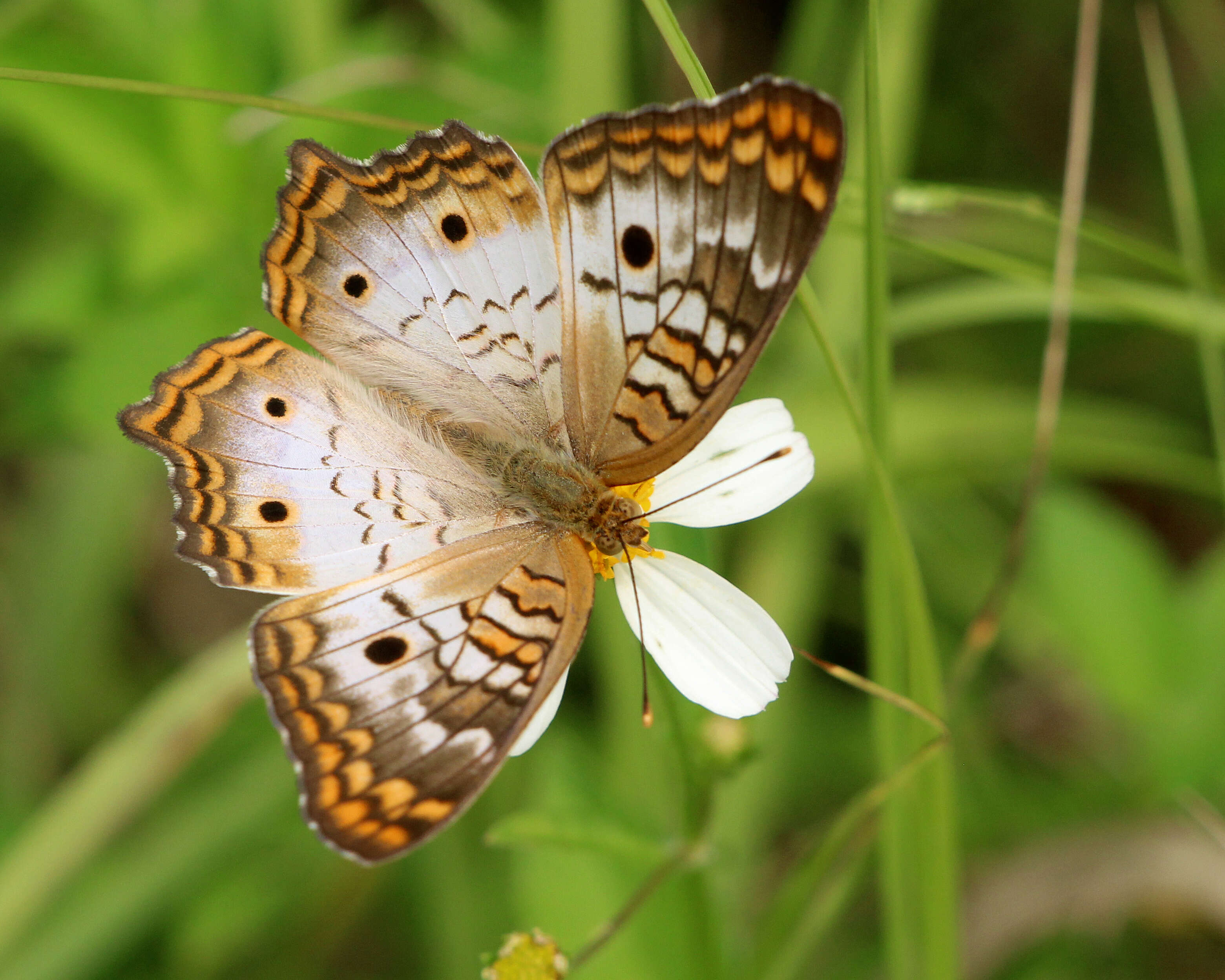 Image of White Peacock