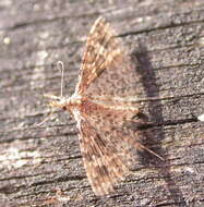 Image of twenty-plume moth