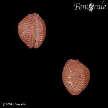 Image of Pseudopusula Fehse & Grego 2014