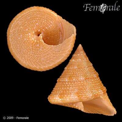 صورة Calliostomatidae Thiele 1924