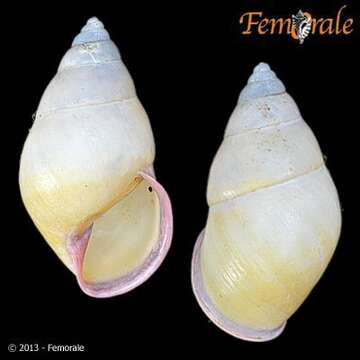 Image of Amphidromus mouhoti (L. Pfeiffer 1861)